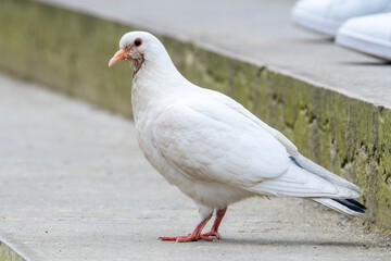 Pigeon biset domestique blanc (Columba livia var. domestica) sur un trottoir à Paris
