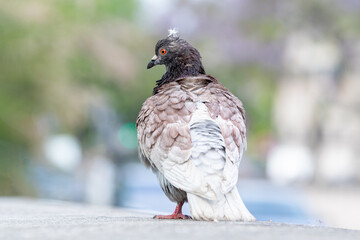 Parade amoureuse de pigeons bisets (Columba livia) sur le pavé parisien, scène de biodiversité urbaine