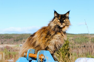 Norwegian Maine Coon