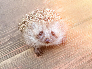 Prickly gray hedgehog close-up. Forest hedgehog playing in the garden. Wild forest animals and inhabitants. Cute hedgehog muzzle.