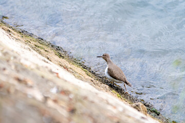 Chevalier guignette (Actitis hypoleucos) sur les berges de la Seine, en contrebas de l’Île de la Cité à Paris