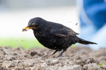 Merle noir (Turdus merula) fouillant la terre à Paris – biodiversité urbaine