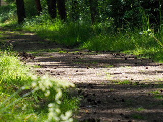 Peaceful forest dirt road winding through lush green summer woodland with natural sunlight filtering