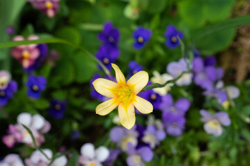 初夏の花壇で調和する、黄色の可憐なホメリアの花