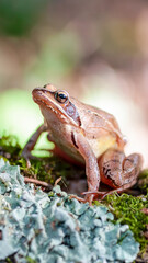 Agile frog on moss in an undergrowth. Rana dalmatina, Parc Naturel Régional de la Brenne, Indre 36, région Centre Val de Loire, France, European Union, Europe