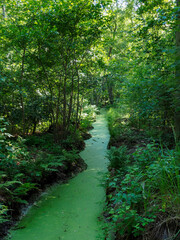Curved forest trail disappearing into lush green woodland creating sense of mystery and natural adventure