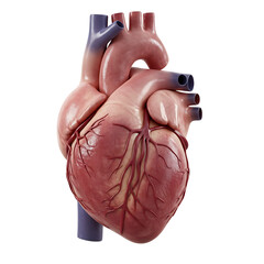 Realistic human heart anatomy isolated on transparent background