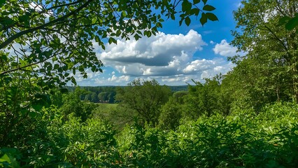 Fototapeta premium Lush Forest Overlook on a Sunny Day