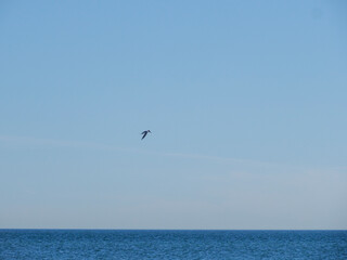 Small bird gliding peacefully between azure sky and deep blue sea horizon
