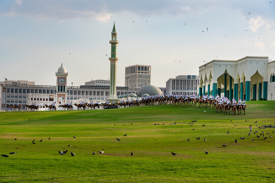 Camels At Emiri Palace, Doha, Qatar 