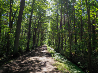 Fototapeta premium Narrow dirt path meandering through lush green forest with tall straight trees creating natural corridor in summer wilderness