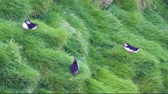 Puffins resting on lush green hills of Westman Islands, Iceland, in summer, with one wagging and pooping humorously.