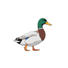 Obraz premium Colorful illustration of a mallard duck, profile view, standing on a plain background.