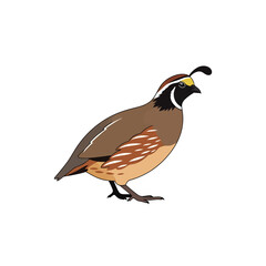 Fototapeta premium Colorful illustration of a bobwhite quail, side view, detailed plumage.