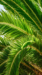 Fototapeta premium Bright green lizard amidst the vibrant fronds of a palm. A peaceful harmony of tropical flora and fauna.