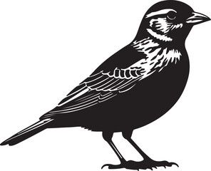 Red Capped Lark in silhouette full white.