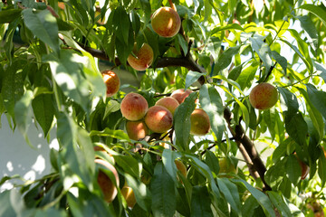 ripe peach on tree in summer sunny garden