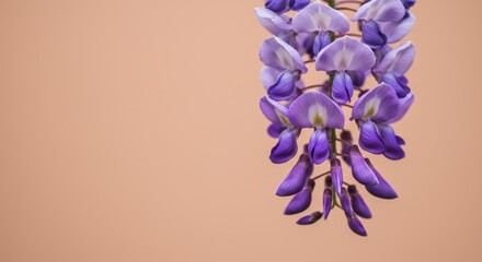 Obraz premium Elegant wisteria blossom hanging against a salmon background, perfect for springtime designs and floral themes