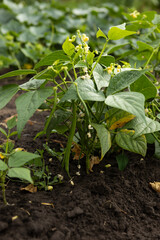Green beans pods on plant growing food in vegetable garden