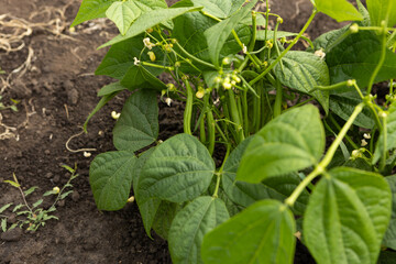 Green beans pods on plant growing food in garden