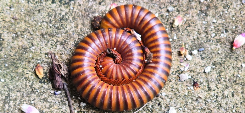 Millipede defends itself by coiling in circle to protect its legs and abdomen from enemies and extends tergites or spines covering with scent. It coils in a circle on cement. It  It is invertebrate.
