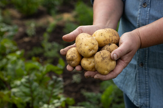 Harvest Organic potatoes in hands in vegetables garden