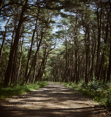 Fototapeta premium Tranquil path winds through sun dappled forest, surrounded by towering pines. Quiet atmosphere evokes peace and connection with nature, perfect for reflection or leisurely stroll