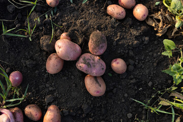 Overhead view of fresh red potatoes on ground
