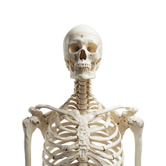 Human skeleton, upper body