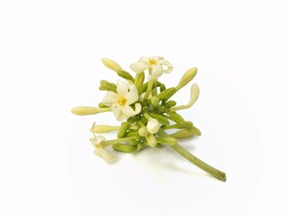 Fototapeta premium Papaya flowers (Carica papaya) isolated on white background 