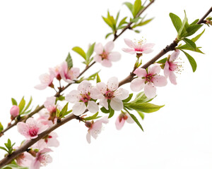 Delicate Pink Blossoms on a Branch Against a White Background