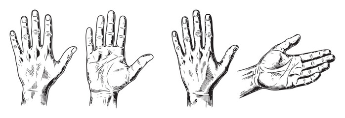 Vintage Engraved Style Hand Illustrations Set
