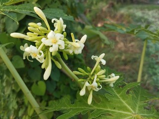 Papaya flowers (Carica papaya) in outdoor garden, close up view 