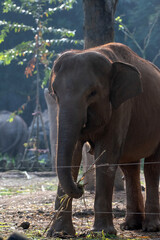 Sumatran elephants in captivity