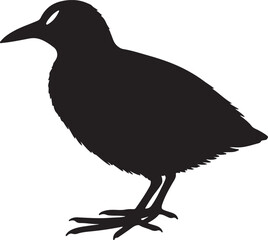 Spotted Crake in silhouette full white baackground.