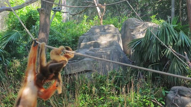 a big golden snub-nosed monkey and a small one  play with rope in the zoo