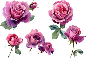set of roses vector illustration