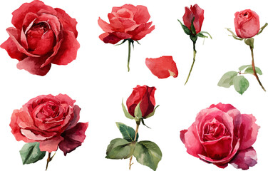 Fototapeta premium bouquet of red roses
