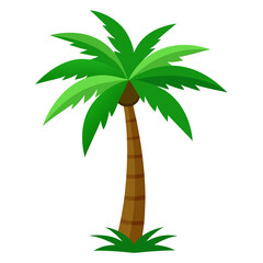 palm tree on white background