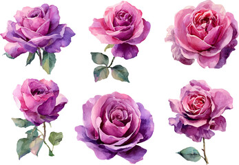 Fototapeta premium set of pink roses isolated