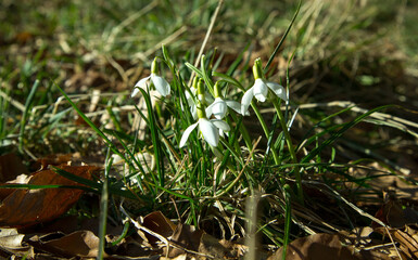 Gentle Snowdrop Cluster Blossoming on Woodland Floor in Early Spring