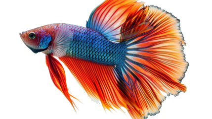 siamese fighting fish