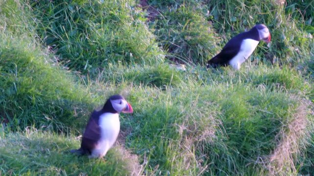 Three puffins stand at nest entrances on a green hill in Westman Islands, Iceland, facing the sea and taking flight in summer.