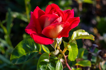 Blumeninsel Madeira, Portugal