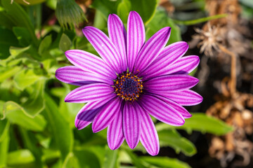 Obraz premium Blumeninsel Madeira, Portugal