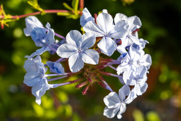 Blumeninsel Madeira, Portugal