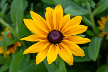 Blumeninsel Madeira, Portugal