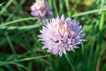 Blumeninsel Madeira, Portugal
