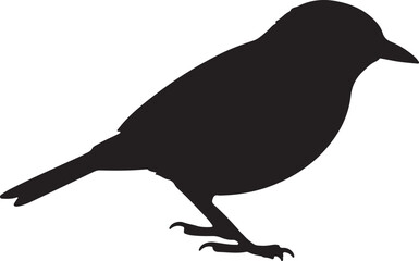 White shouldered Cliff Chat in silhouette full white baackground.