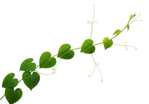 Green bindweed vine branch foliage plant stem isolated on transparent background